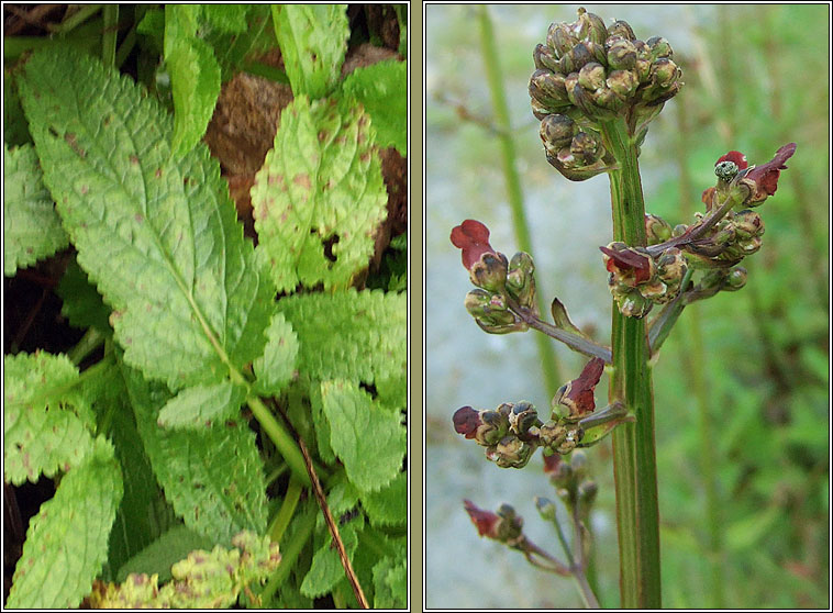 Water Figwort, Scrophularia auriculata