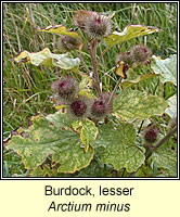 Burdock, lesser, Arctium minus