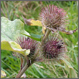 Lesser Burdock, Arctium minus