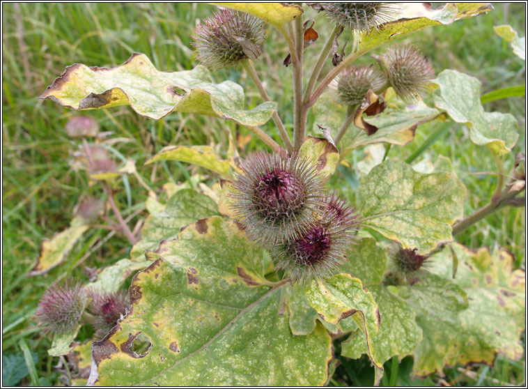 Lesser Burdock, Arctium minus