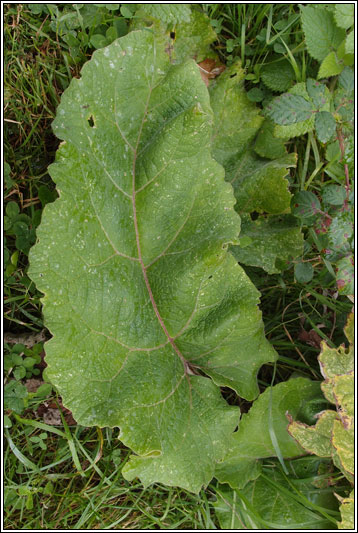 Lesser Burdock, Arctium minus