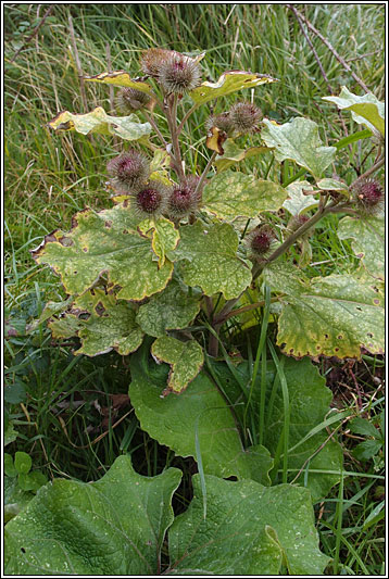 Lesser Burdock, Arctium minus