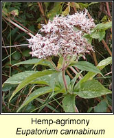 Hemp-agrimony, Eupatorium cannabinum