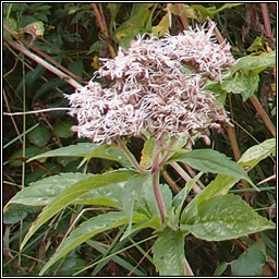 Hemp-agrimony, Eupatorium cannabinum