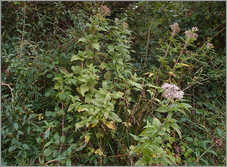 Hemp-agrimony, Eupatorium cannabinum