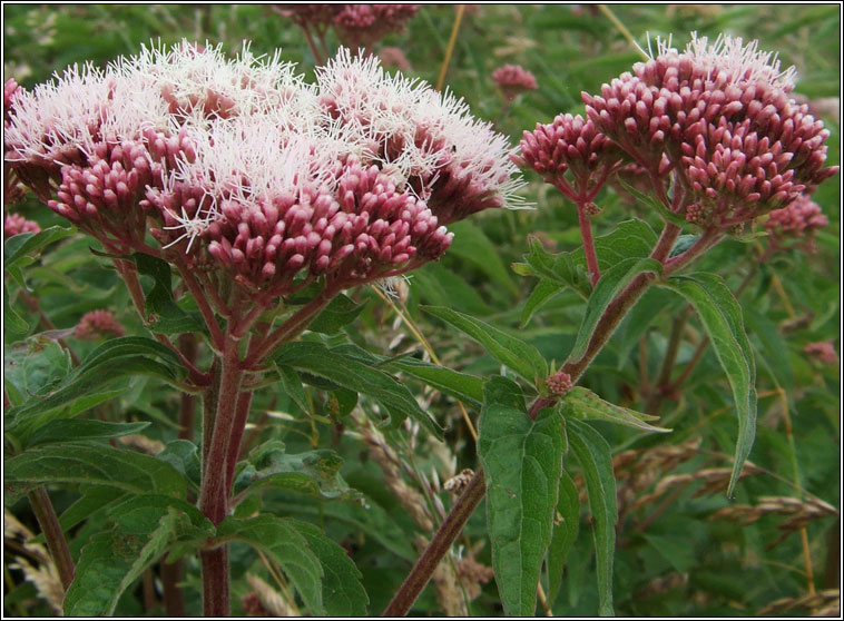 Hemp-agrimony, Eupatorium cannabinum