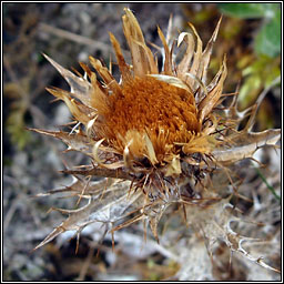 Carline Thistle, Carlina vulgaris