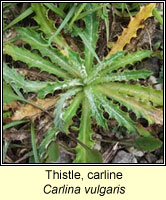 Thistle, carline, Carlina vulgaris