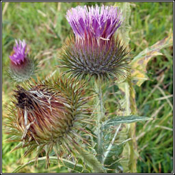 Cotton Thistle, Onopordum acanthium