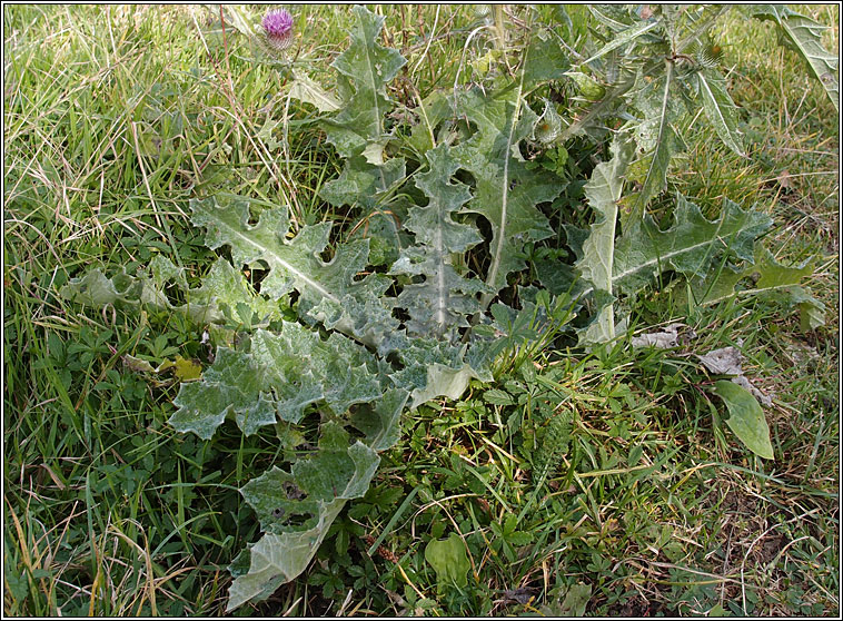 Cotton Thistle, Onopordum acanthium