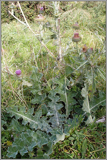 Cotton Thistle, Onopordum acanthium