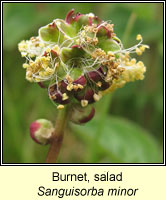 Burnet, salad, Sanguisorba minor