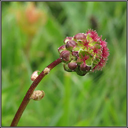 Salad Burnet, Poterium sanguisorba