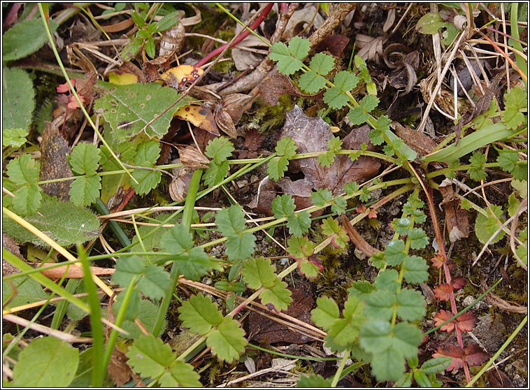 Salad Burnet, Sanguisorba minor