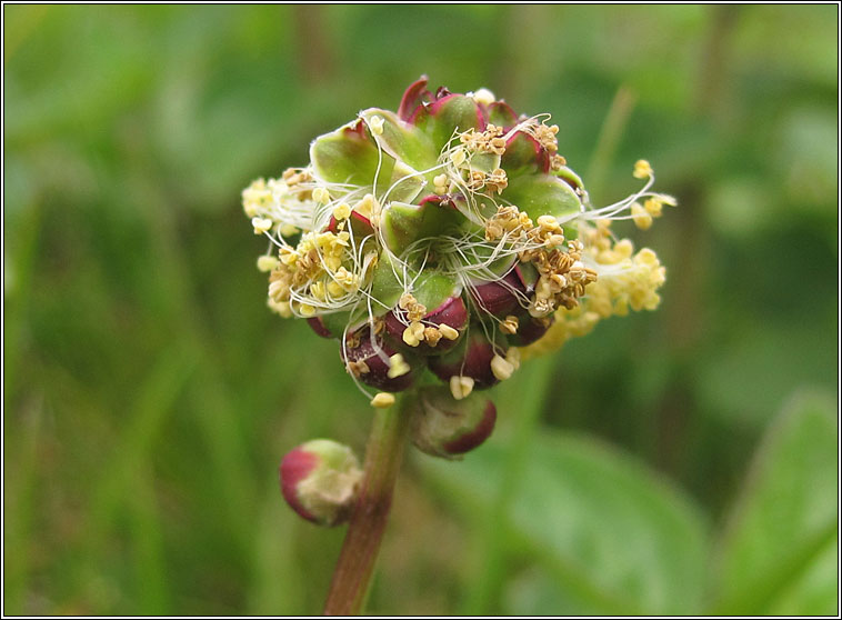 Salad Burnet, Sanguisorba minor