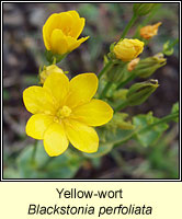 Yellow-wort, Blackstonia perfoliata