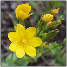 Yellow-wort, Blackstonia perfoliata