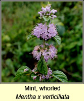 Mint, whorled, Mentha x verticillata