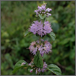 Whorled Mint, Mentha x verticillata