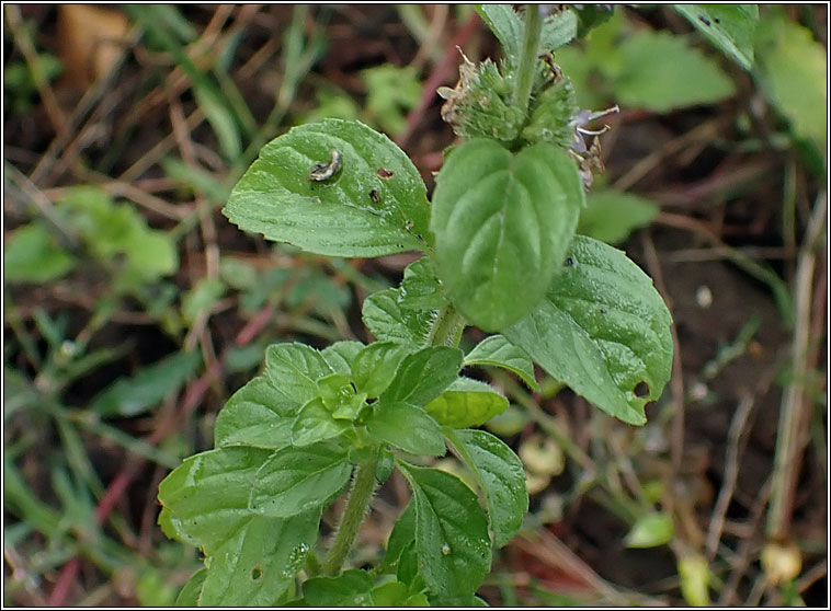 Whorled Mint, Mentha x verticillata