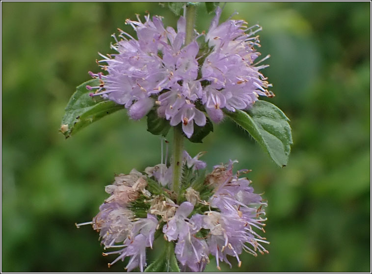 Whorled Mint, Mentha x verticillata