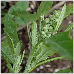 Fig-leaved Goosefoot, Chenopodium ficifolium