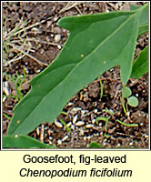 Goosefoot, fig-leaved, Chenopodium ficifolium