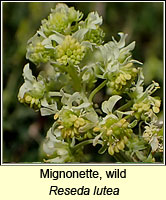 Mignonette, wild, Reseda lutea