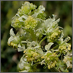 Wild Mignonette, Reseda lutea