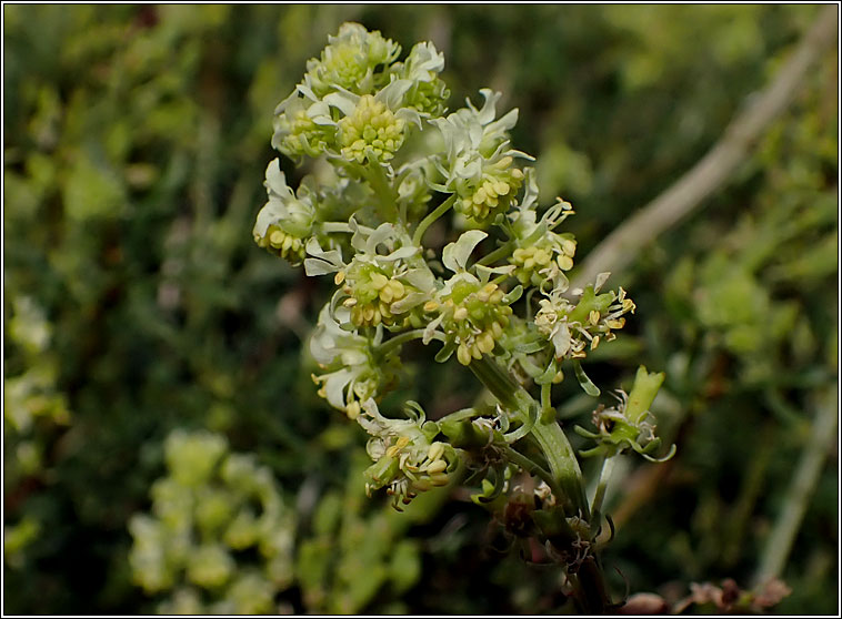 Wild Mignonette, Reseda lutea