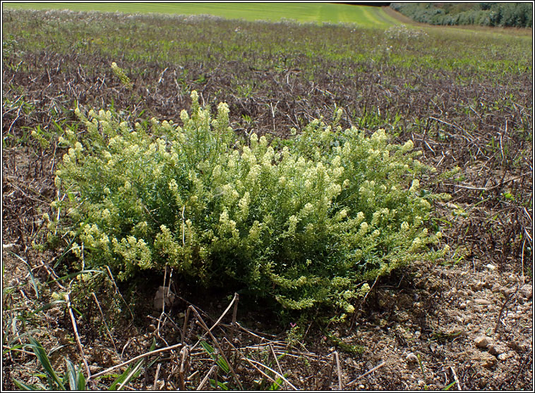 Wild Mignonette, Reseda lutea