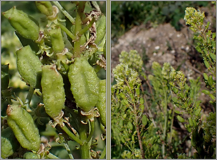 Wild Mignonette, Reseda lutea