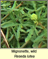 Mignonette, wild, Reseda lutea