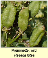 Mignonette, wild, Reseda lutea