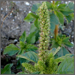 Green Amaranth, Amaranthus hybridus