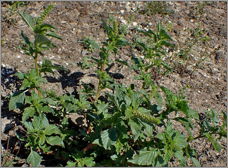 Green Amaranth, Amaranthus hybridus