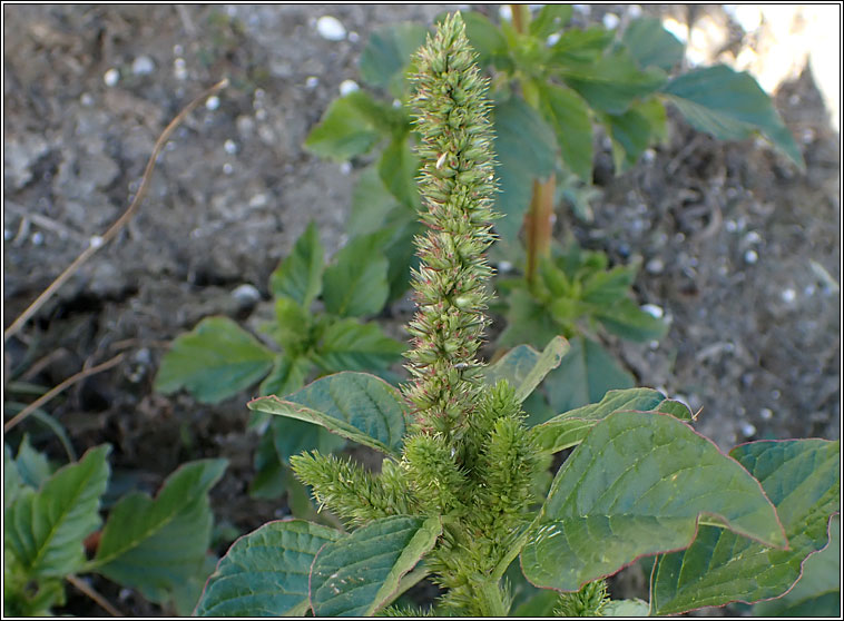 Green Amaranth, Amaranthus hybridus