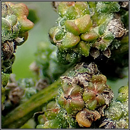 Striped Goosefoot, Chenopodium strictum