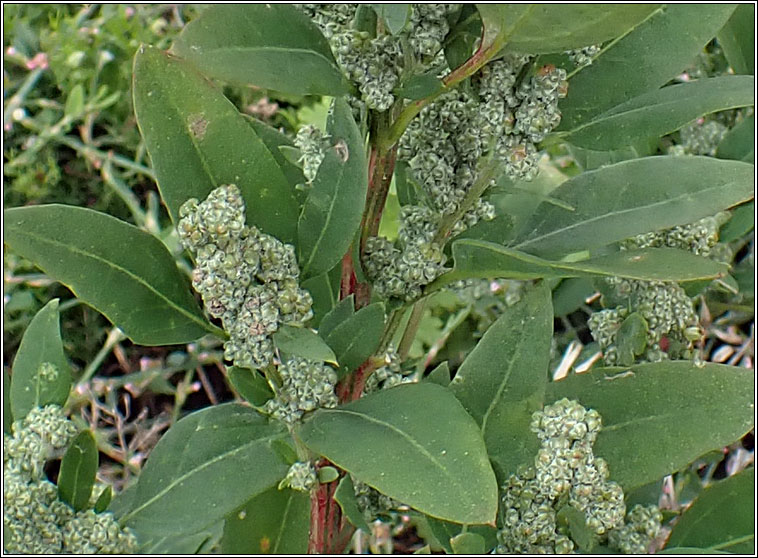 Striped Goosefoot, Chenopodium strictum