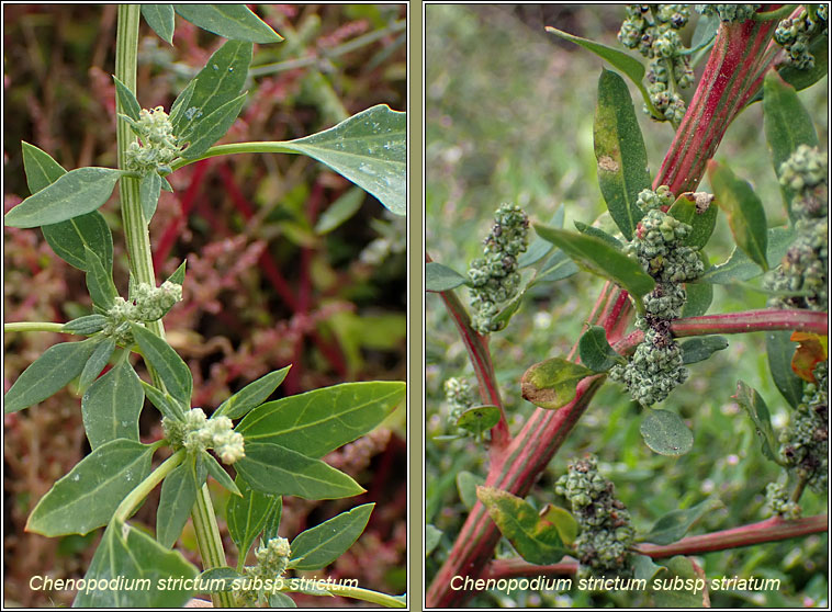 Striped Goosefoot, Chenopodium strictum