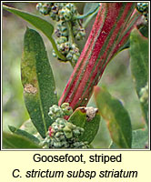 Goosefoot, striped, Chenopodium strictum