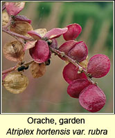 Orache, garden, Atriplex hortensis var rubra