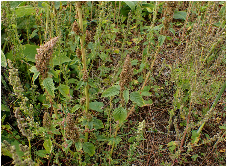 Powell's Amaranth, Amaranthus powellii