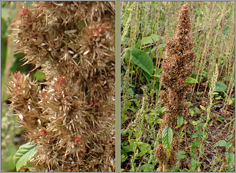 Powell's Amaranth, Amaranthus powellii