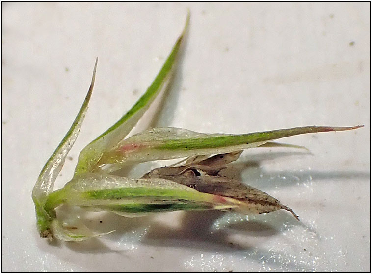 Powell's Amaranth, Amaranthus powellii