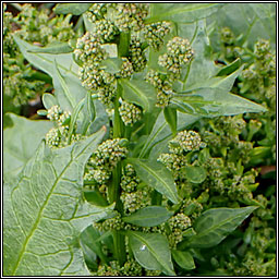 Red Goosefoot, Chenopodium rubrum