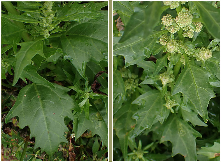 Red Goosefoot, Chenopodium rubrum