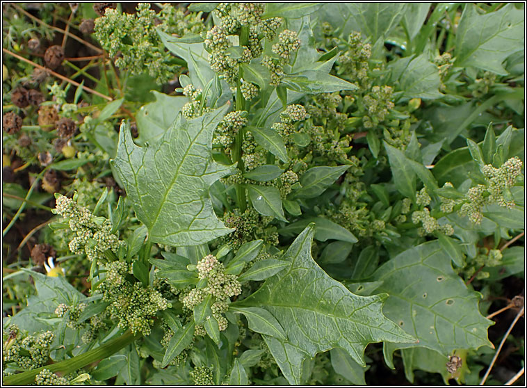 Red Goosefoot, Chenopodium rubrum