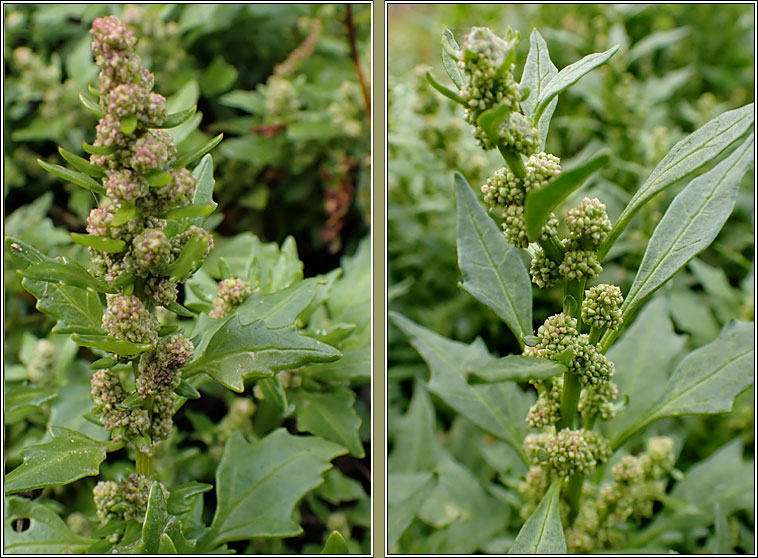 Red Goosefoot, Chenopodium rubrum