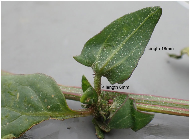 Atriplex x gustafssoniana (Atriplex prostrata x longipes)